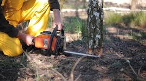 Best Tree Preservation Services  in Sonoma, CA