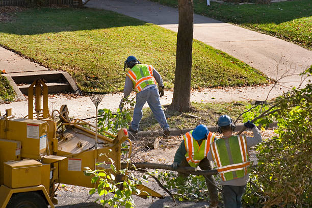 Best Lawn Dethatching  in Sonoma, CA