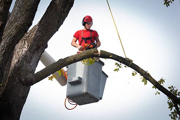 Best Root Management and Removal  in Sonoma, CA