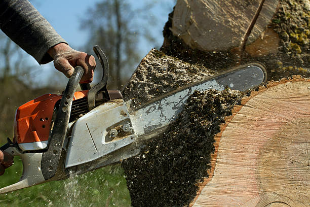  Sonoma, CA Tree Removal Pros