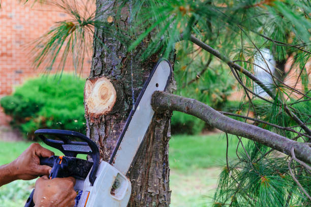 Sonoma, CA Tree Removal Company